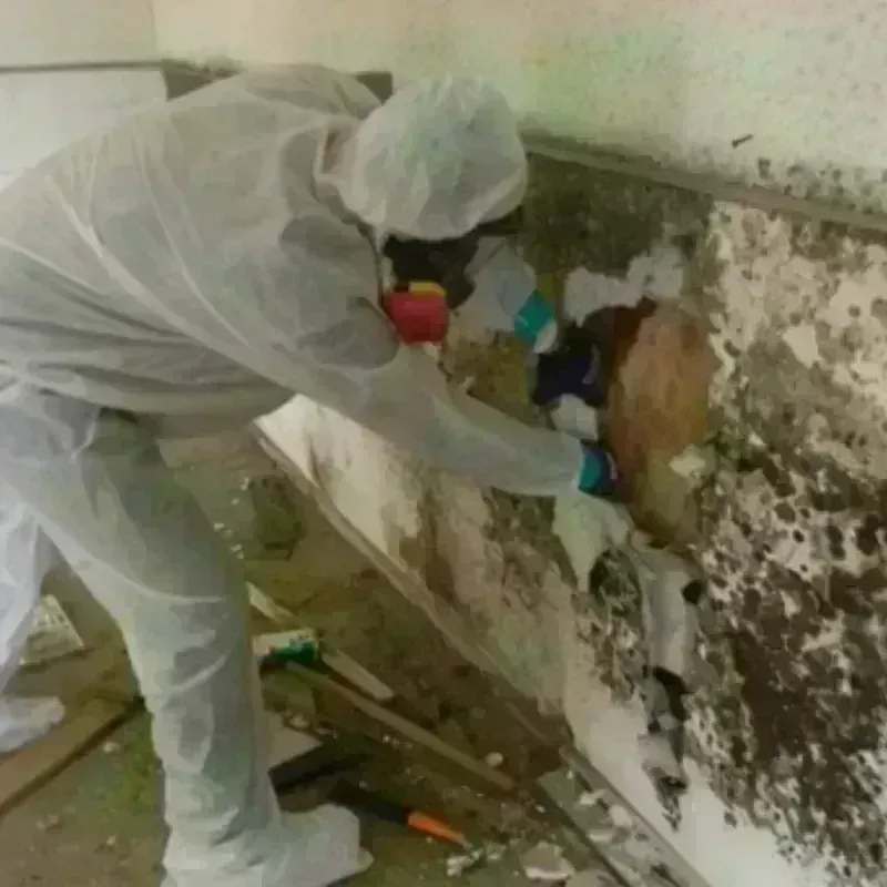 Mold Remediation and Removal in Columbia, IL